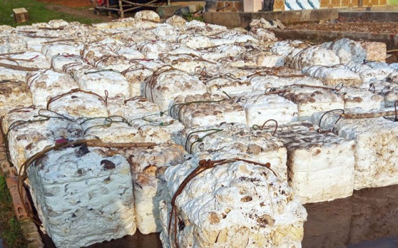 Harga Karet SGX–SICOM Rabu (12/8) Rebound, Tembus Lagi Rp39.000/Kg