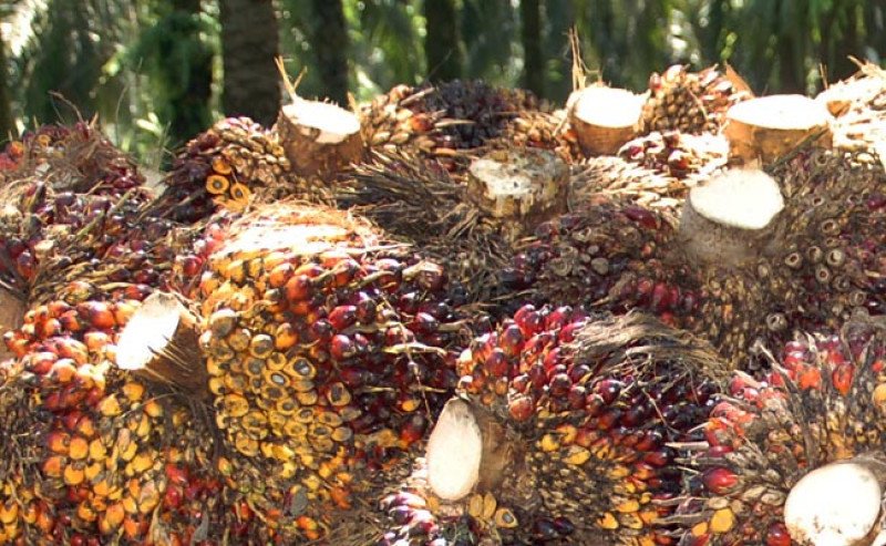 Harga TBS Sawit Sumut 5–11 Agustus 2026 Turun, Umur 10–20 Tahun Rp3.934/Kg