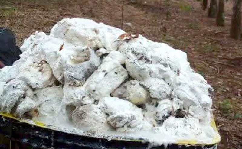 Harga Karet SGX–Sicom Turun Tipis, Masih Bertahan di Atas Rp39 Ribu/Kg
