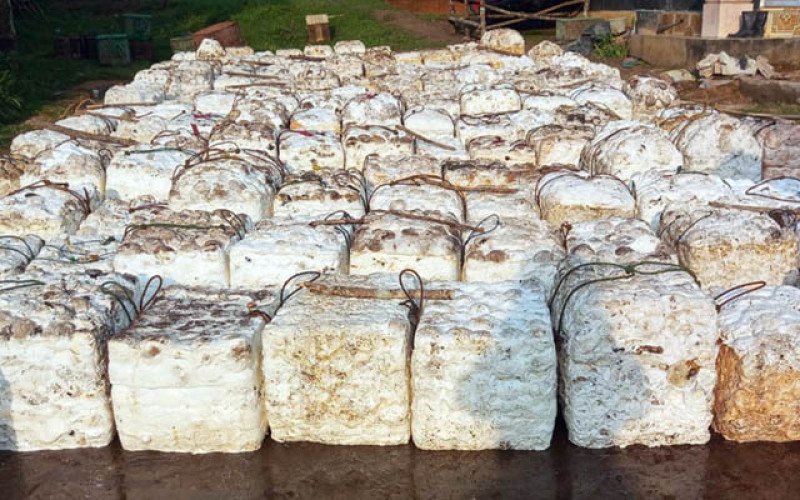 Harga Karet SGX-SICOM Naik pada Akhir Pekan, Tertinggi Rp40.882/Kg 