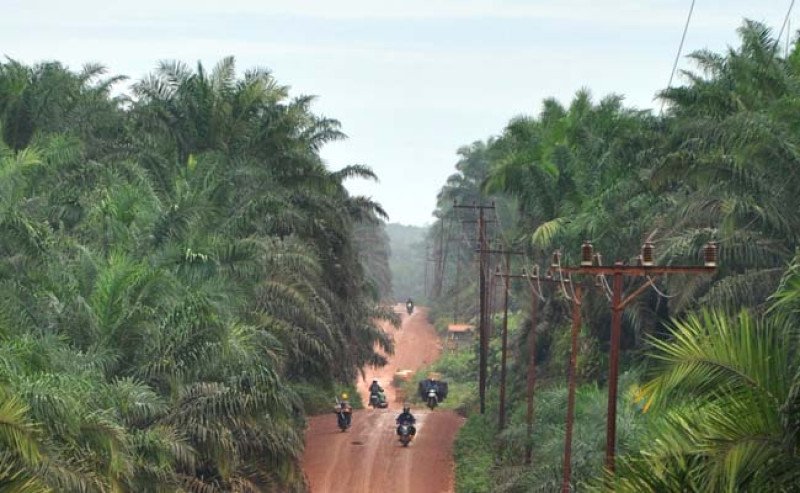 Sumsel Siapkan 66 Ribu Ha untuk Ekstensifikasi Sawit, Petani Jangan Jadi Penonton