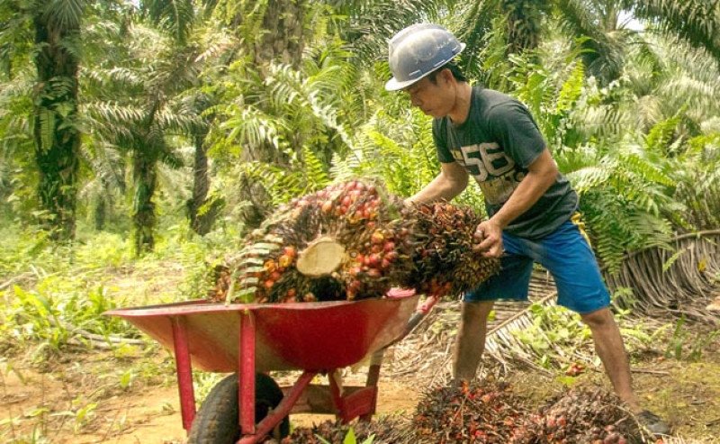 Harga TBS Plasma Kalteng Tertinggi Rp3.761,22/Kg pada Periode I Agustus 2026