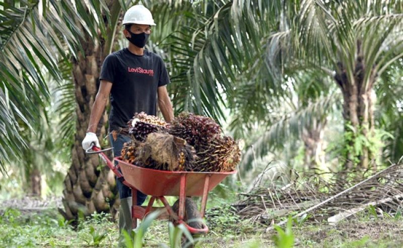 Harga TBS Sawit Swadaya Kalteng Tertinggi Rp3.446,47/Kg pada Periode I Agustus 2026