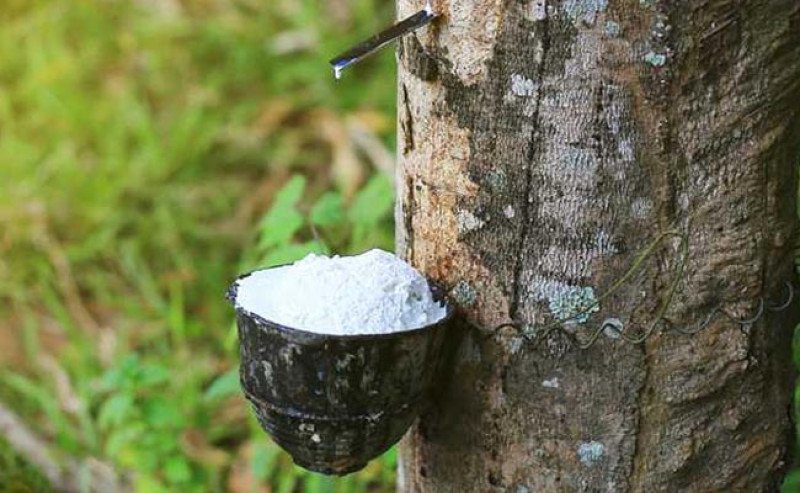 Harga Karet SGX-SICOM Kembali Naik Pada Kamis (27/8), Tertinggi Rp41.655/Kg