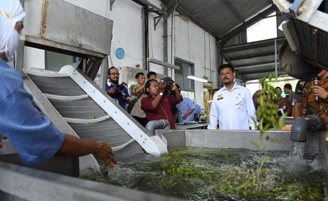 Kementan Ajak Pelaku Usaha Lipat Gandakan Ekspor Edamame asal Jember