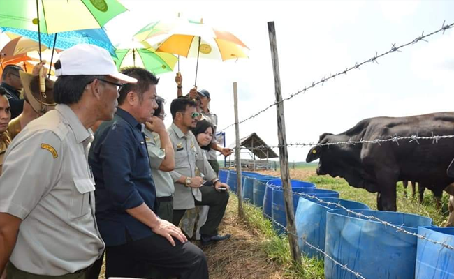 Mentan Minta Sumatera Selatan Harus Jadi Lumbung Bibit Sapi Unggul
