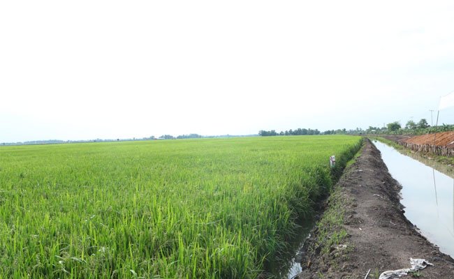 Resmi, Program Pertanian Masuk Sekolah di Mulai