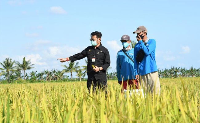 Ekonom Faisal Basri Dukung Program Diversifikasi Pangan Lokal