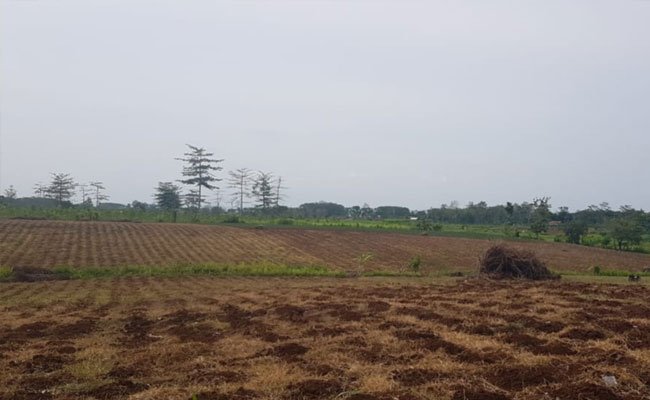 Ministry of Agriculture: Advantage the Social Forestry to Paddy PATB