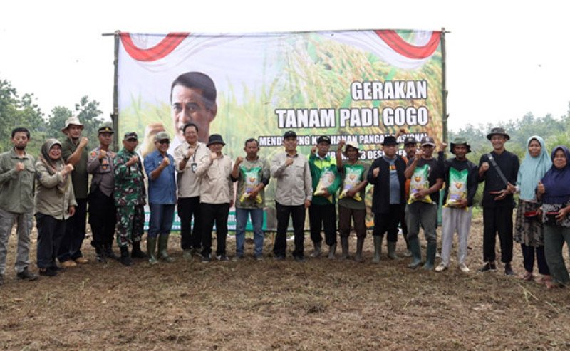 Kementan Gencarkan Gerakan Tanam Padi Gogo di Subang