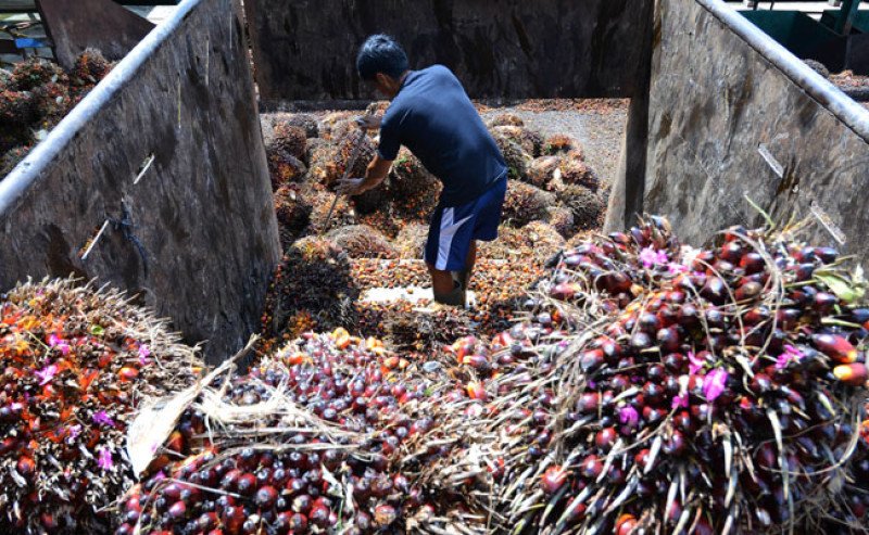 Harga TBS Jambi Menguat, Naik Rp 9,15 per Kg Jelang Awal Desember 2025