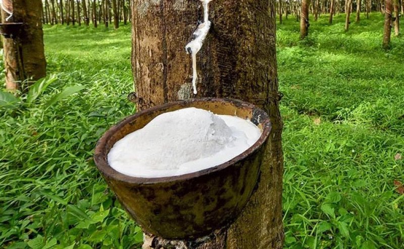 Harga Karet SGX Sicom Selasa (16/12) Kembali Menguat, Naik Menjadi Rp28.959 per Kg