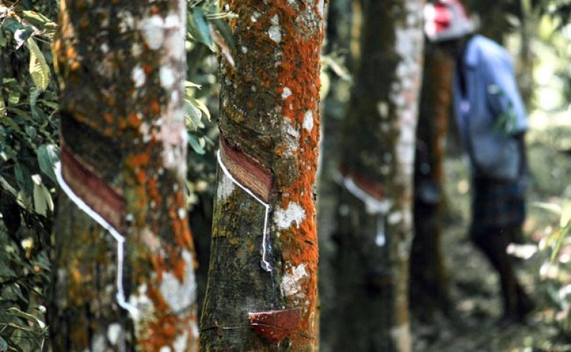 Harga Karet SGX Sicom Rabu (17/12) Naik, KKK 100% Tembus Rp 29.001 per Kg