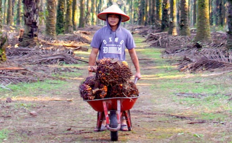 Harga TBS Sawit Swadaya Riau Periode 17–23 Desember 2025 Naik