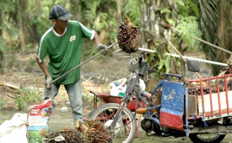 Harga TBS Sawit Sumut Naik Tembus Rp 3.451 per Kg di Periode Akhir 2025–Awal 2026