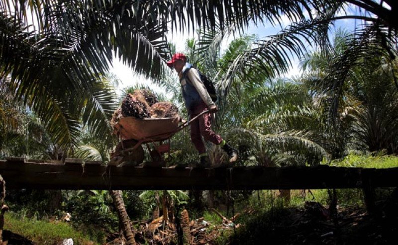 Harga TBS Sawit Jambi Akhir 2025 Hingga Awal 2026 Stabil, Tertinggi Rp 3.406,67 per Kg