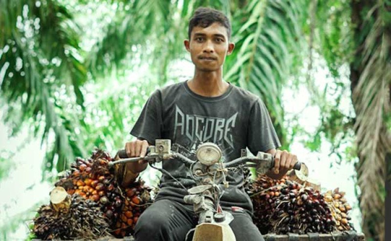 Harga TBS Sawit Swadaya Riau Periode Akhir Desember 2025 Hingga Pertengahan Januari 2026 Melemah