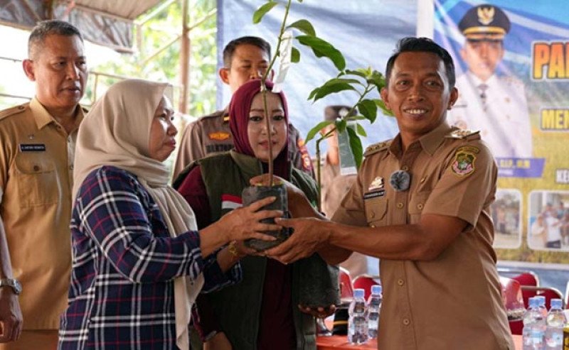 IP 300 Kian Terbukti, Panen Padi Sidrap Dongkrak Produktivitas Petani Aka-Akae