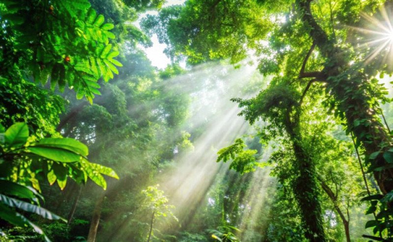 APHI Buka Ruang Kolaborasi dengan Akademisi untuk Dorong Transformasi Industri Kehutanan