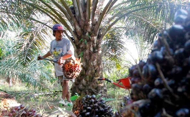 Harga TBS Sawit Kalbar Periode III Desember 2025 Tembus Rp 3.236 per Kg