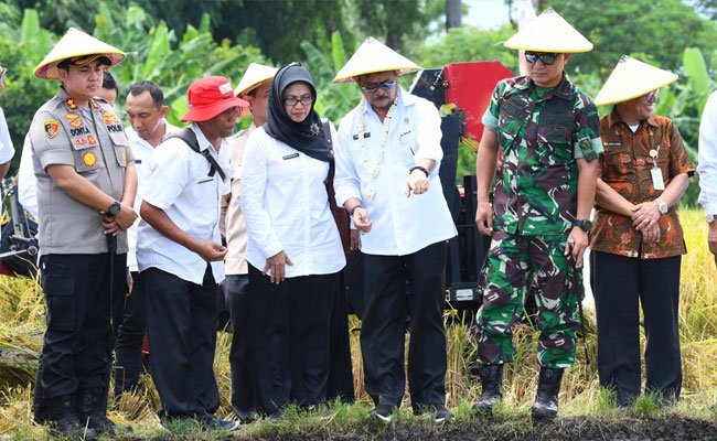 Bersama Pemuka dan Masyarakat Pasuruan, Mentan Panen dan Tanam Padi