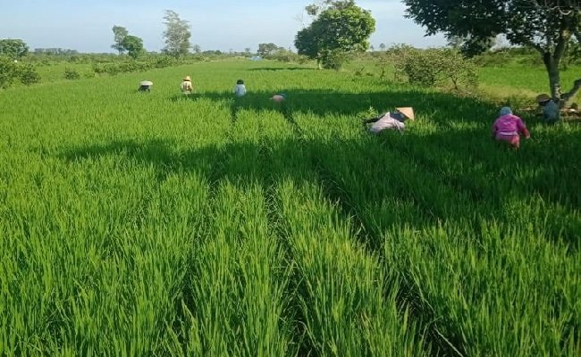 Ketahanan Pangan Nasional Semakin Meningkat