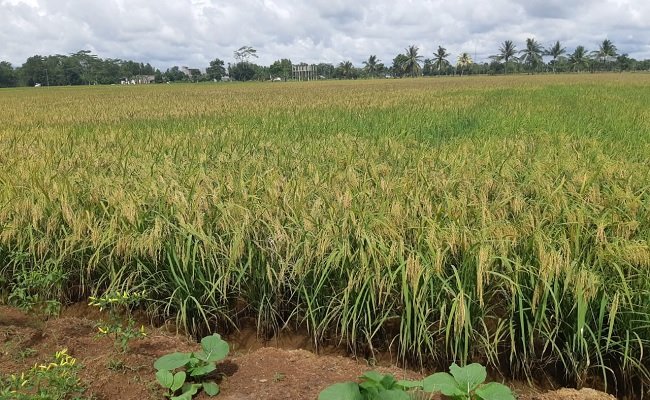 Mentan Syahrul: Food Estate Pulang Pisau Mulai Panen Pekan Depan