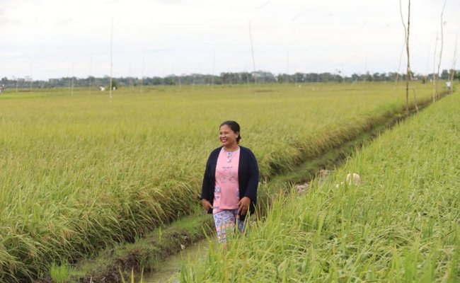 Petani : Tidak Betul Food Estate Kalteng Gagal Panen