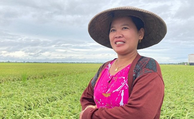 The Farmers in Village of Gadabung Are Happy to Massive Crop in Food estate