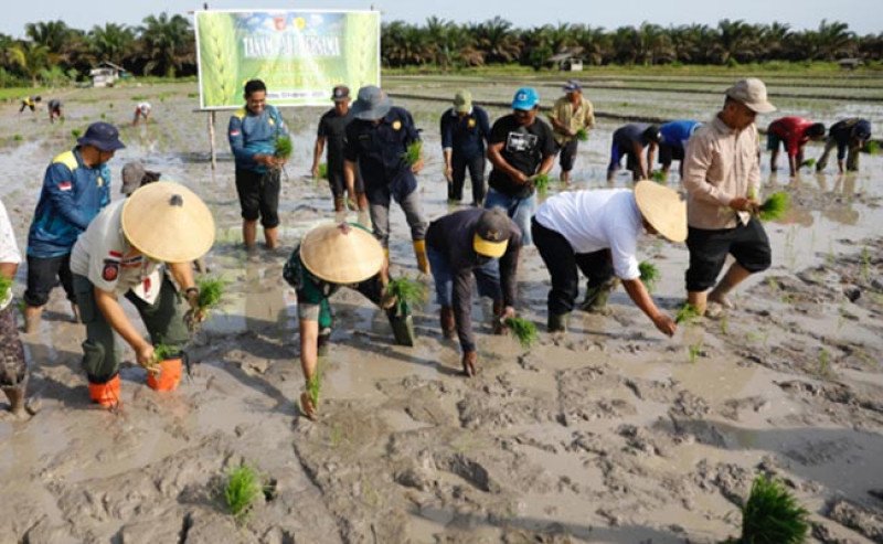 Menuju Swasembada Pangan: Kementan Tanam Padi Perdana di Optimasi Lahan Kalbar