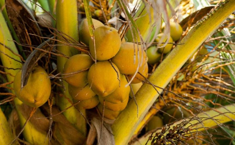 Kementan Percepat Hilirisasi Kelapa untuk Tingkatkan Nilai Tambah dan Stabilitas Harga