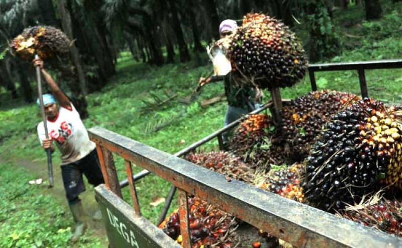 Harga TBS Sawit Sumut Periode 12–18 Februari 2025 Naik ke Rp 3.517,69/Kg