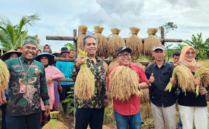 Kementan Gelar Panen Raya Padi Gogo di Pandeglang 