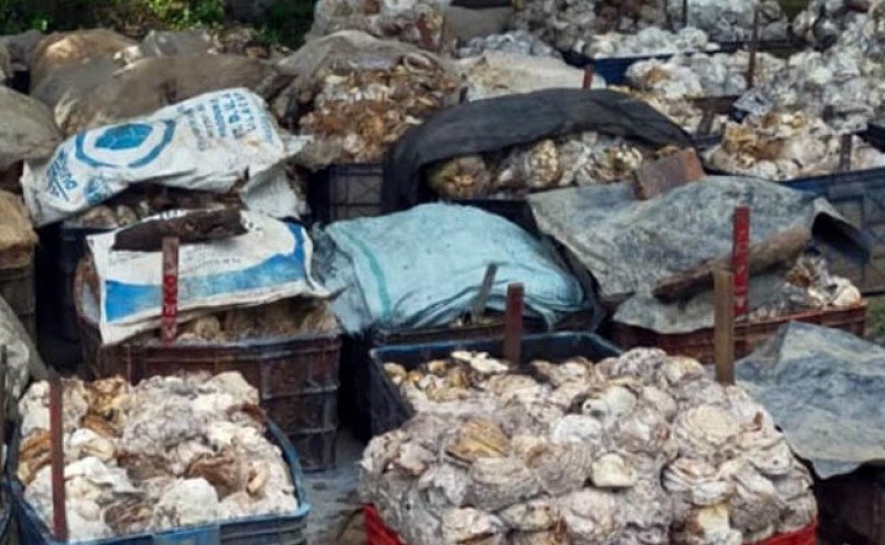 Harga Karet SGX Sicom Selasa 18 Februari 2025 Turun di Harga Rp 32.754 per Kg