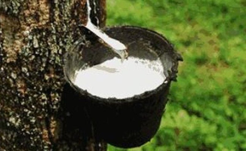 Harga Karet SGX Sicom Naik pada Kamis 20 Februari 2025, Tertinggi Rp 33.185 per Kg