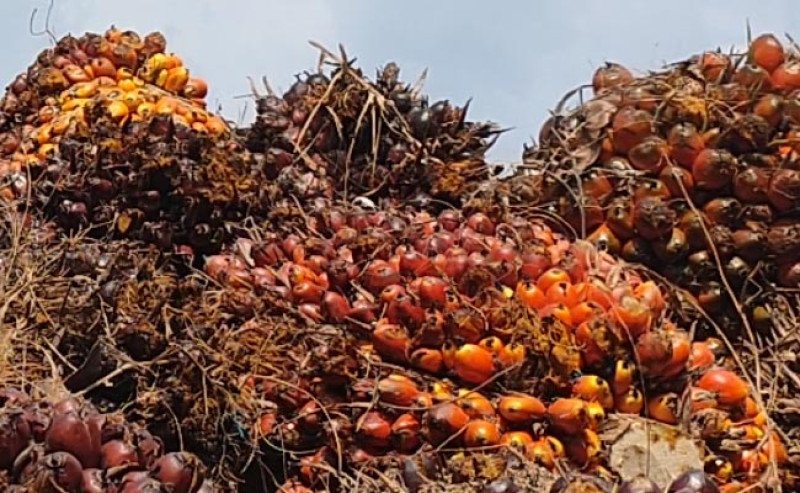 Harga TBS Sawit Sumatera Selatan Naik di Periode II-Februari 2025