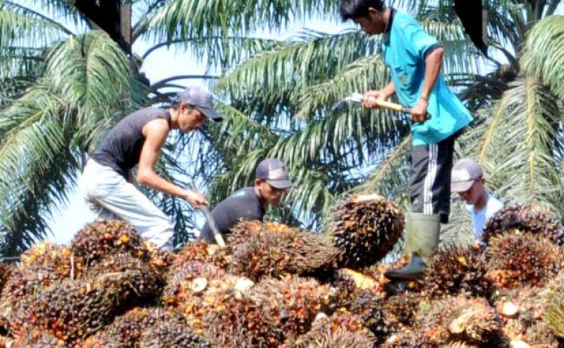 Harga TBS Sawit Sumut Naik di Periode 19-25 Februari 2025, Tertinggi Rp 3.580,08 per Kg