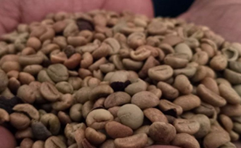 Perkuat Daya Saing Global, Produksi Kopi Kuningan Capai 775,8 Ton pada 2024