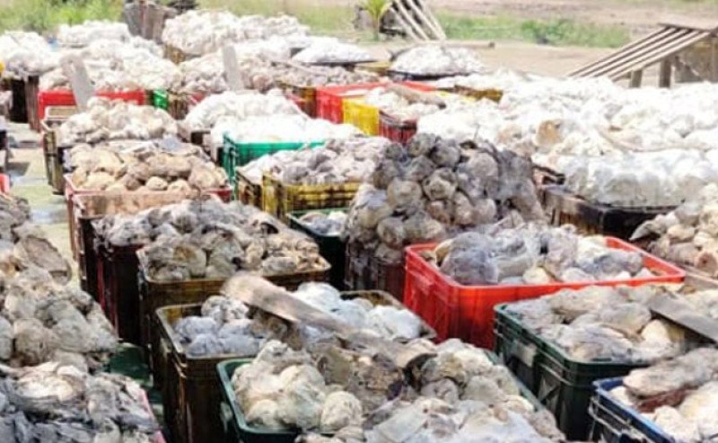 Harga Karet SGX Sicom Naik Tipis pada Kamis 27 Februari 2025