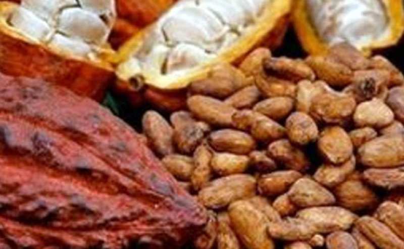 Harga Referensi dan HPE Biji Kakao Februari 2026 Naik, BK dan Pungutan Ekspor Tetap 7,5 Persen