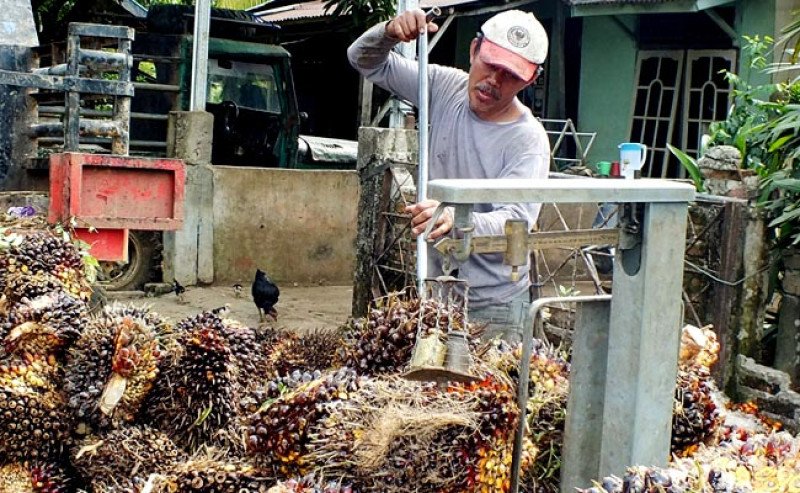 Harga TBS Sawit Swadaya Riau Periode 4–10 Februari 2026 Naik Rp 123,97 per Kg