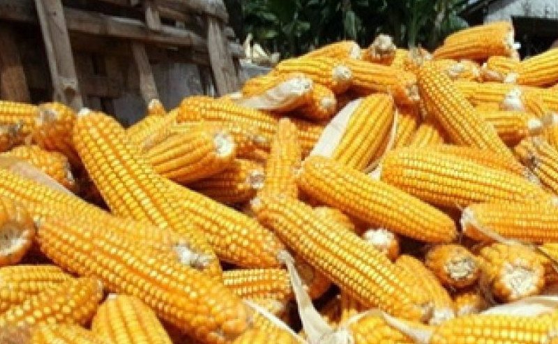 Kementan Percepat Hilirisasi Jagung Pangan, Bidik Swasembada dan Pasokan Industri 2026