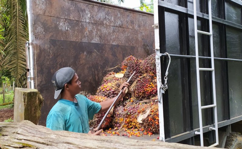 Harga TBS Kalbar Naik Tipis di Periode II Februari 2026