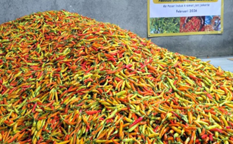 Kementan dan Champion Cabai Perkuat Pasokan ke PIKJ, Harga Rawit Merah Ditargetkan Kembali Stabil