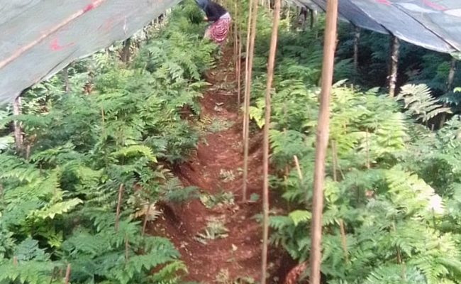 Dukung Program Gratieks, Ekspor Leather Leaf Kian Menjanjikan