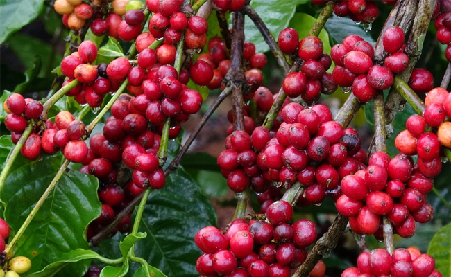 Kemendag Dorong Ekspansi Produk Jambi ke Mancanegara