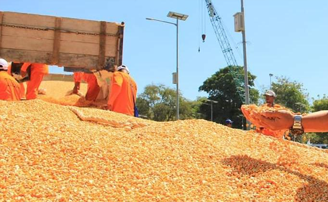 Pasokan Jagung Untuk Pakan Awal Tahun 2020 Aman