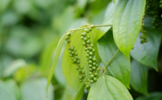 Pengamat Nilai Upaya Kementan Targetkan Tiga Kali Ekspor Diapresiasi