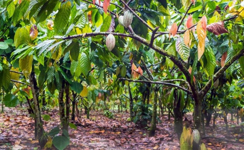 Kementan Dorong Pemulihan Kakao Lombok Utara lewat Peremajaan 1.000 Hektare