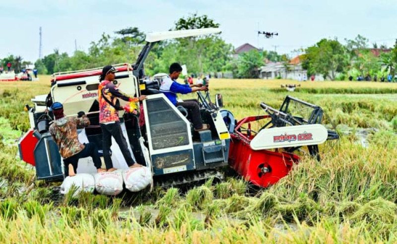 Petani Karawang Rasakan Dampak Swasembada: Produksi Melonjak, Harga Gabah Dongkrak Kesejahteraan